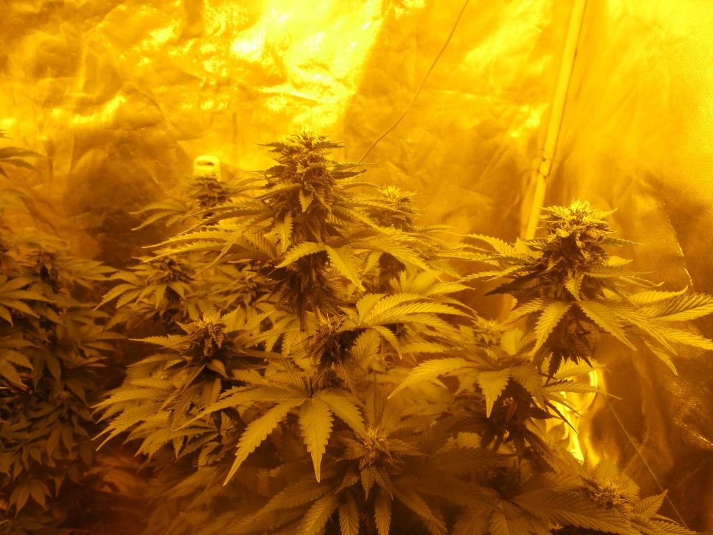 Bud5 014