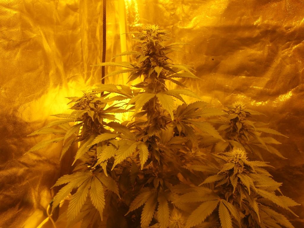Bud5 015