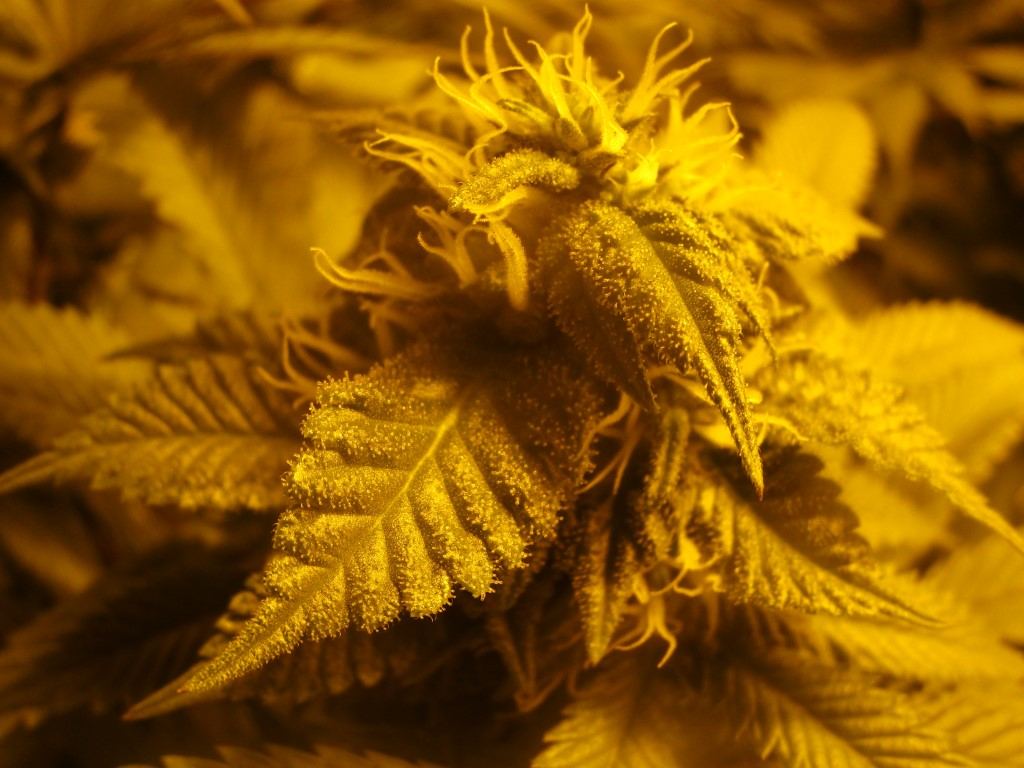 Bud5 016