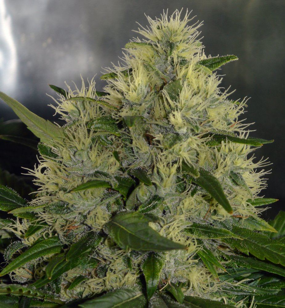 Bud7