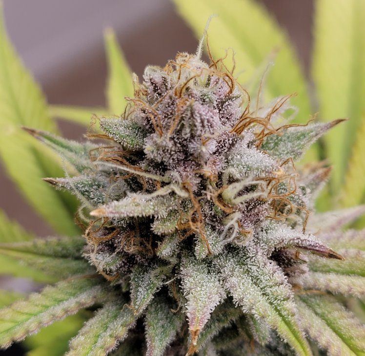 Bud resized