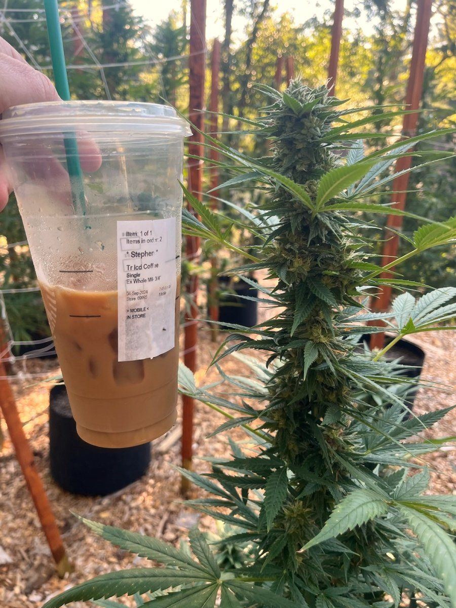 Bud Trenta Iced