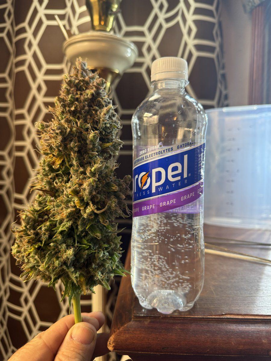 BudBottle