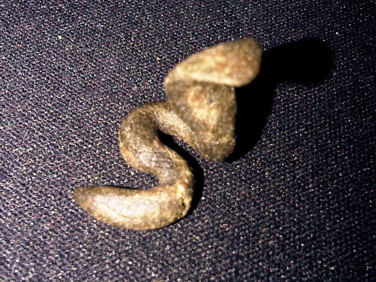 Budder Cobra
