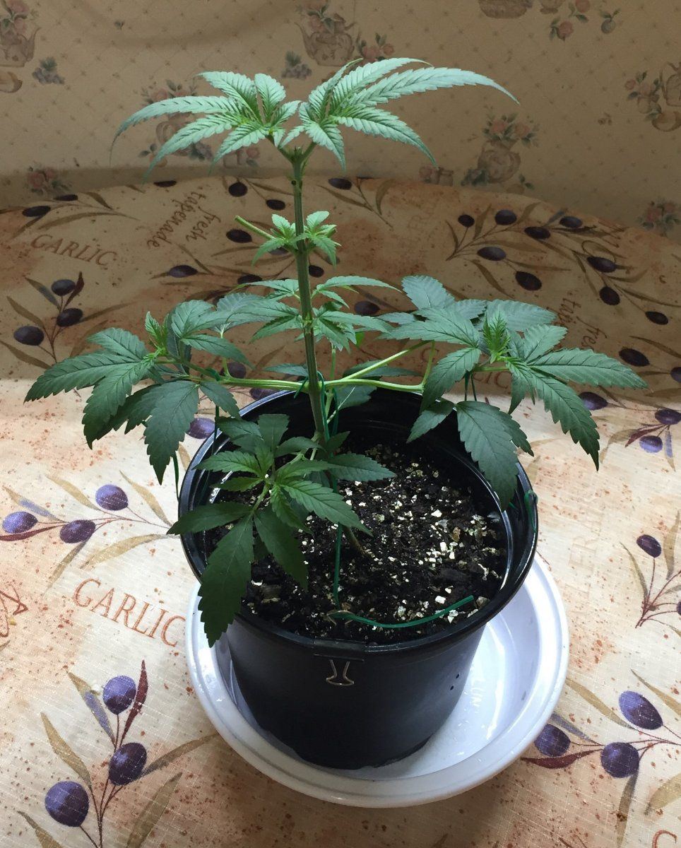 www.thcfarmer.com