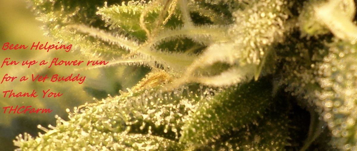 BuddyGrow