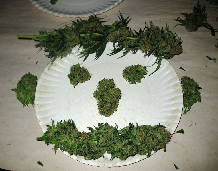 Budface