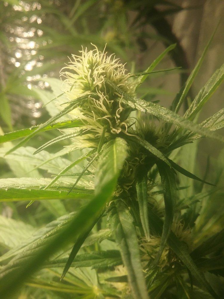 Budits porn from hell 3