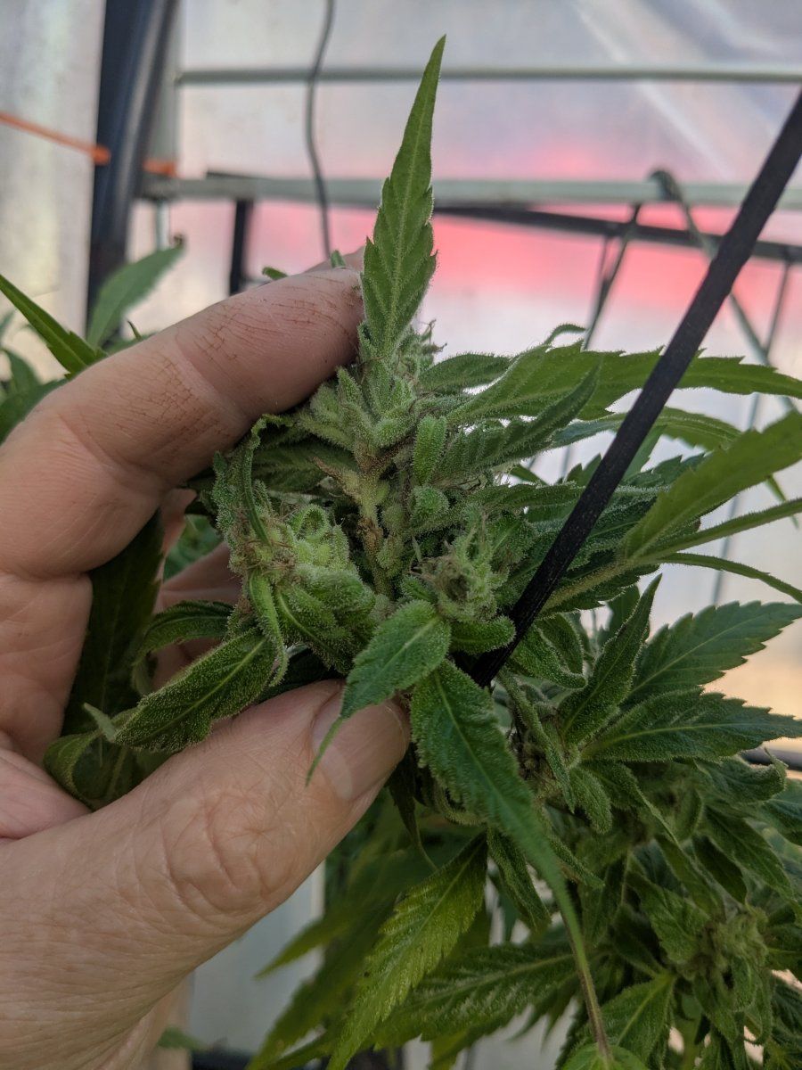 Budmold3