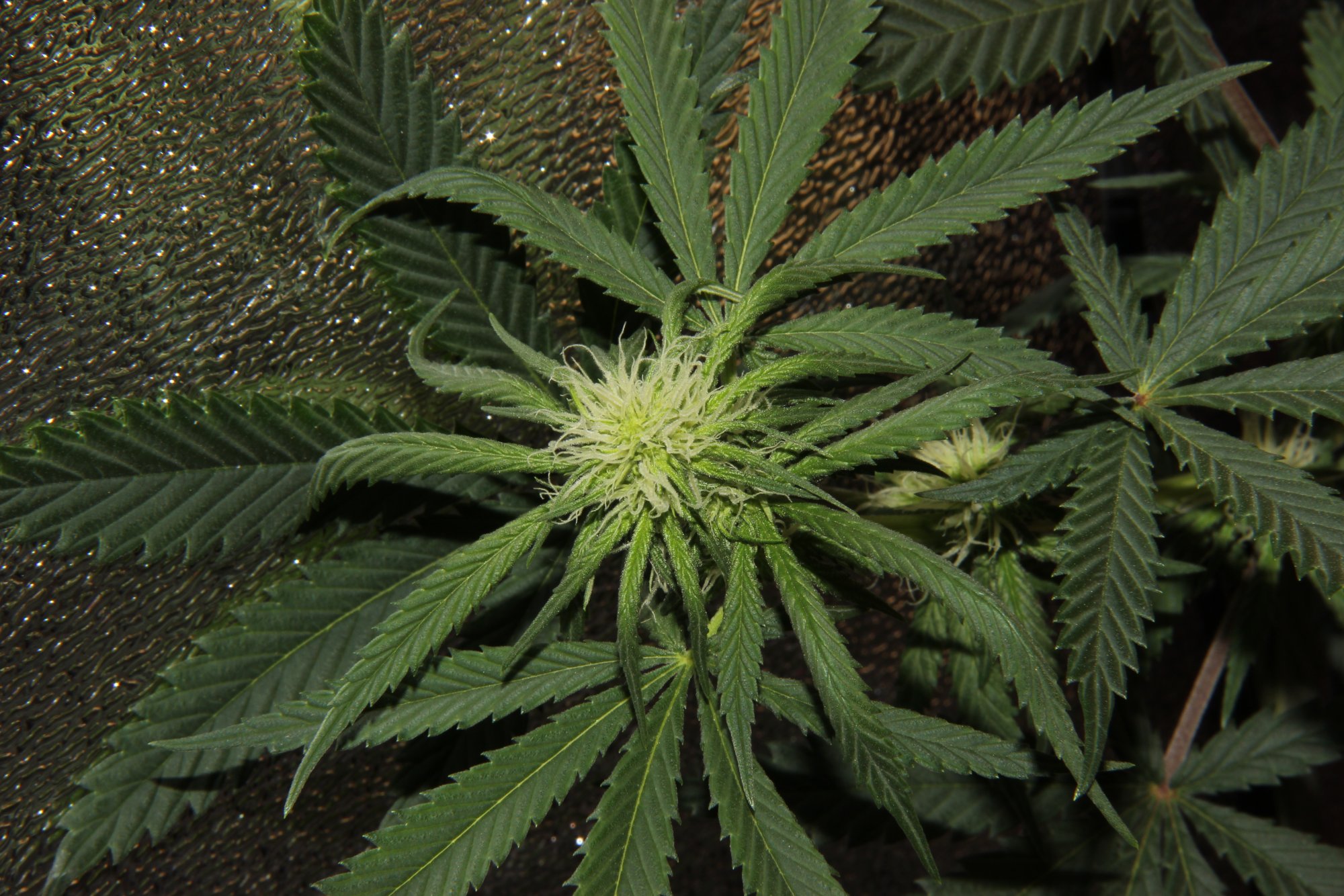 Budnaked  w3d4 flower curled leaves 3