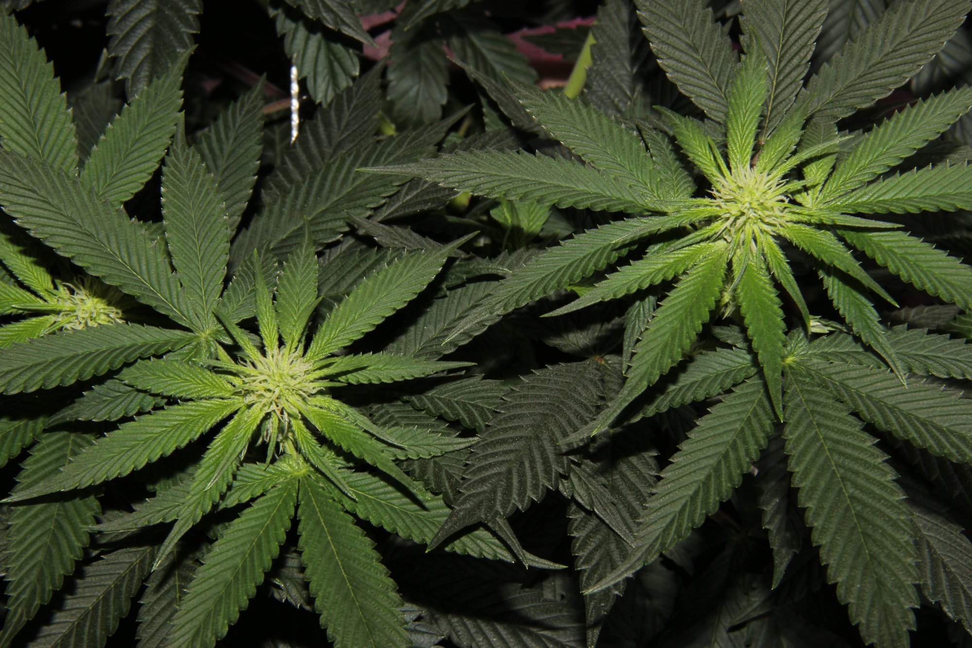 Budnaked  w3d4 flower curled leaves 4