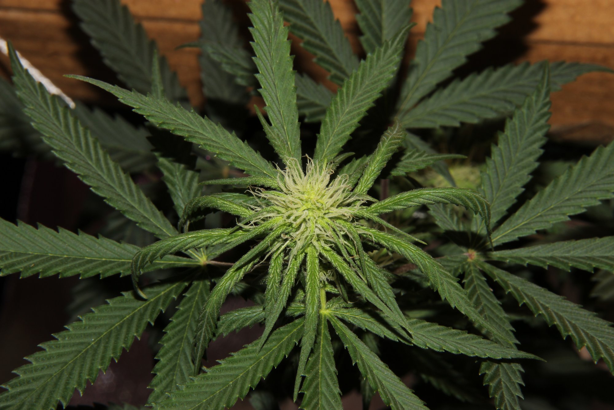 Budnaked wilmabetty 3