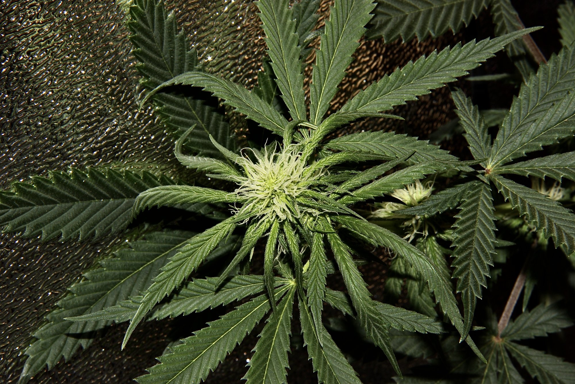 Budnaked wilmabetty 4