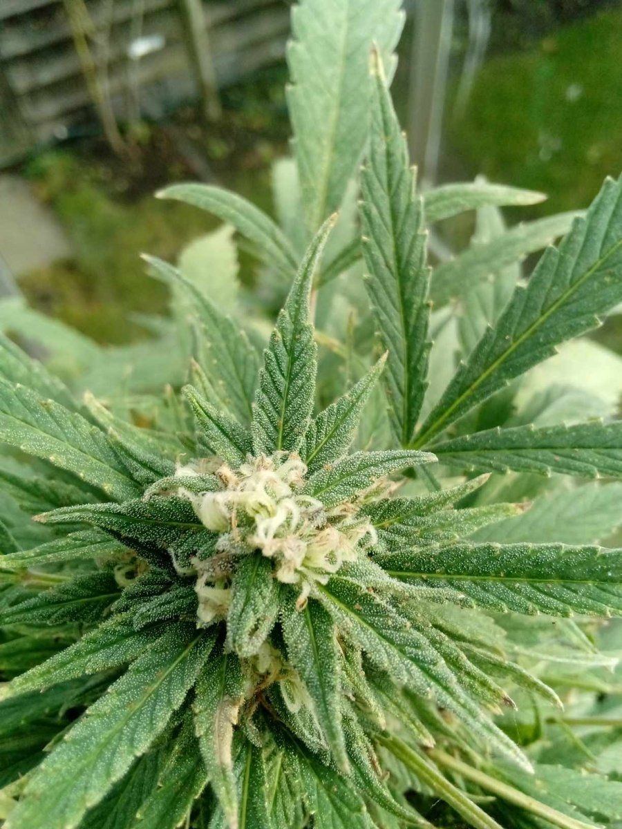 Budpic