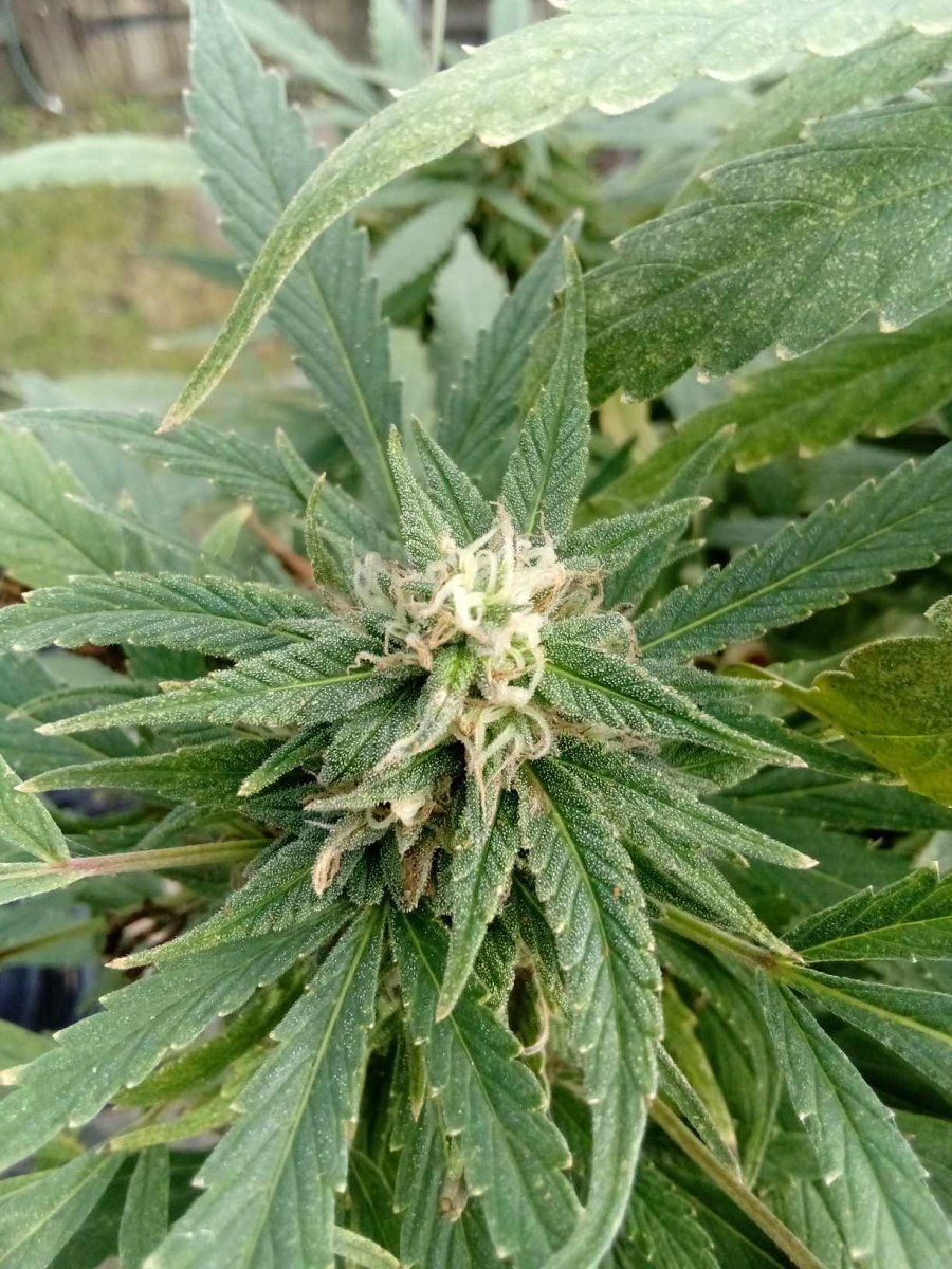 Budpic2