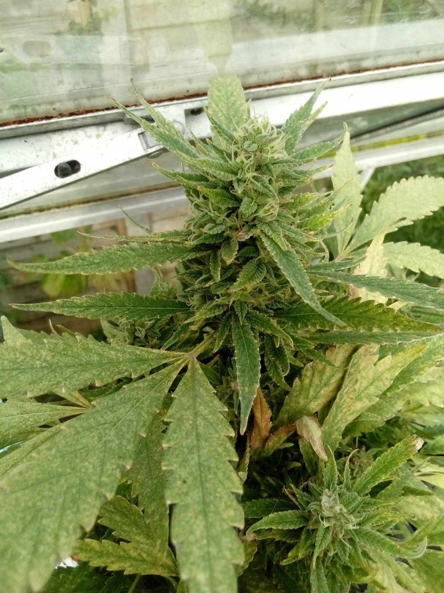 Budpic3