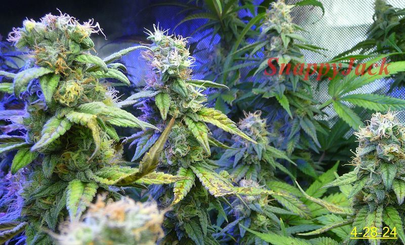 Budpop