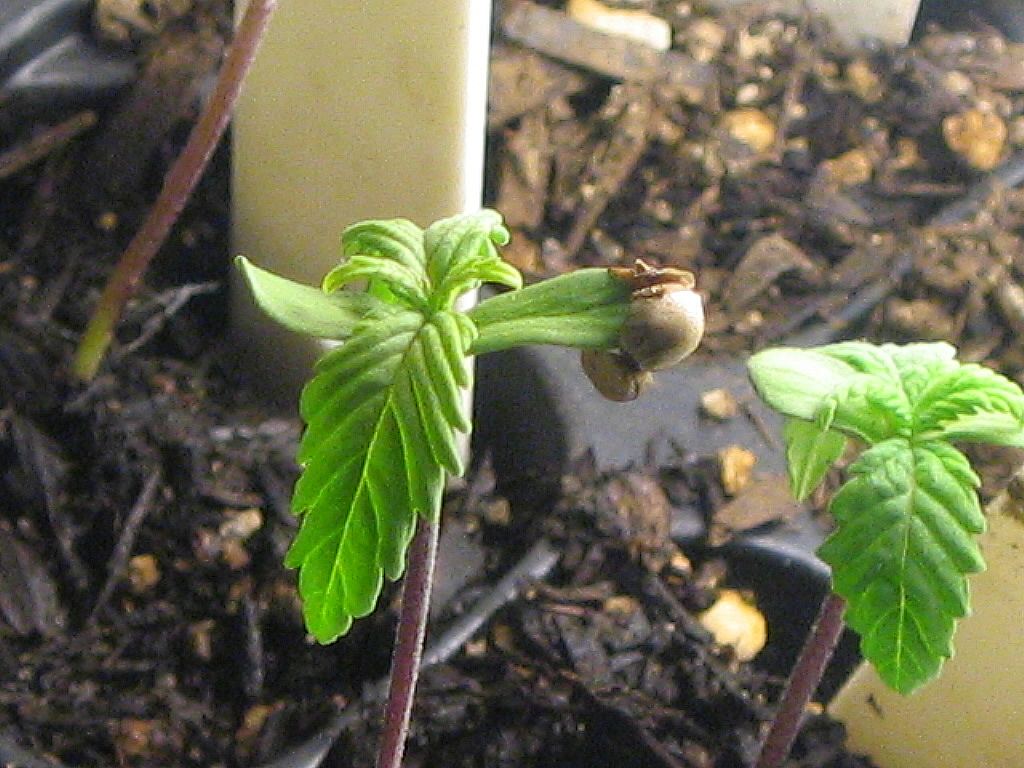 Budporn1