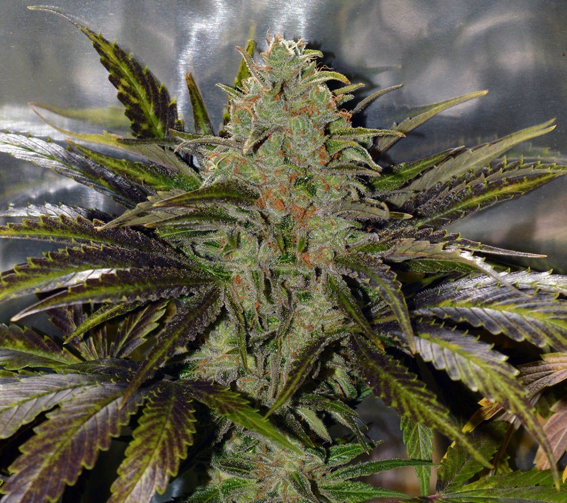 Budpretty
