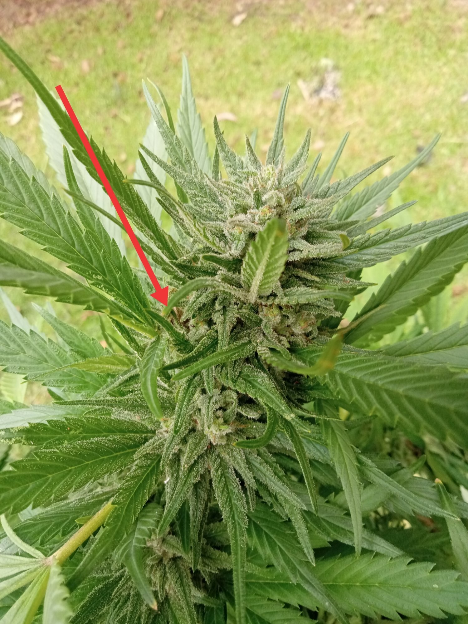 Budrot tips and pictures to aid identification 2