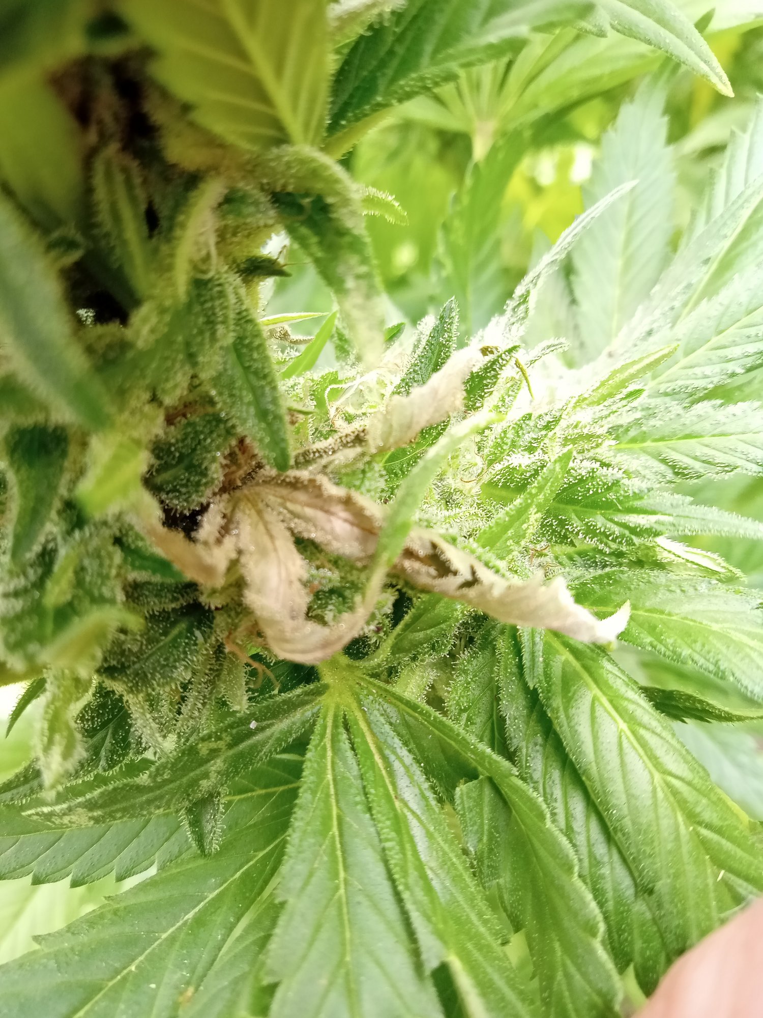 Budrot tips and pictures to aid identification 5