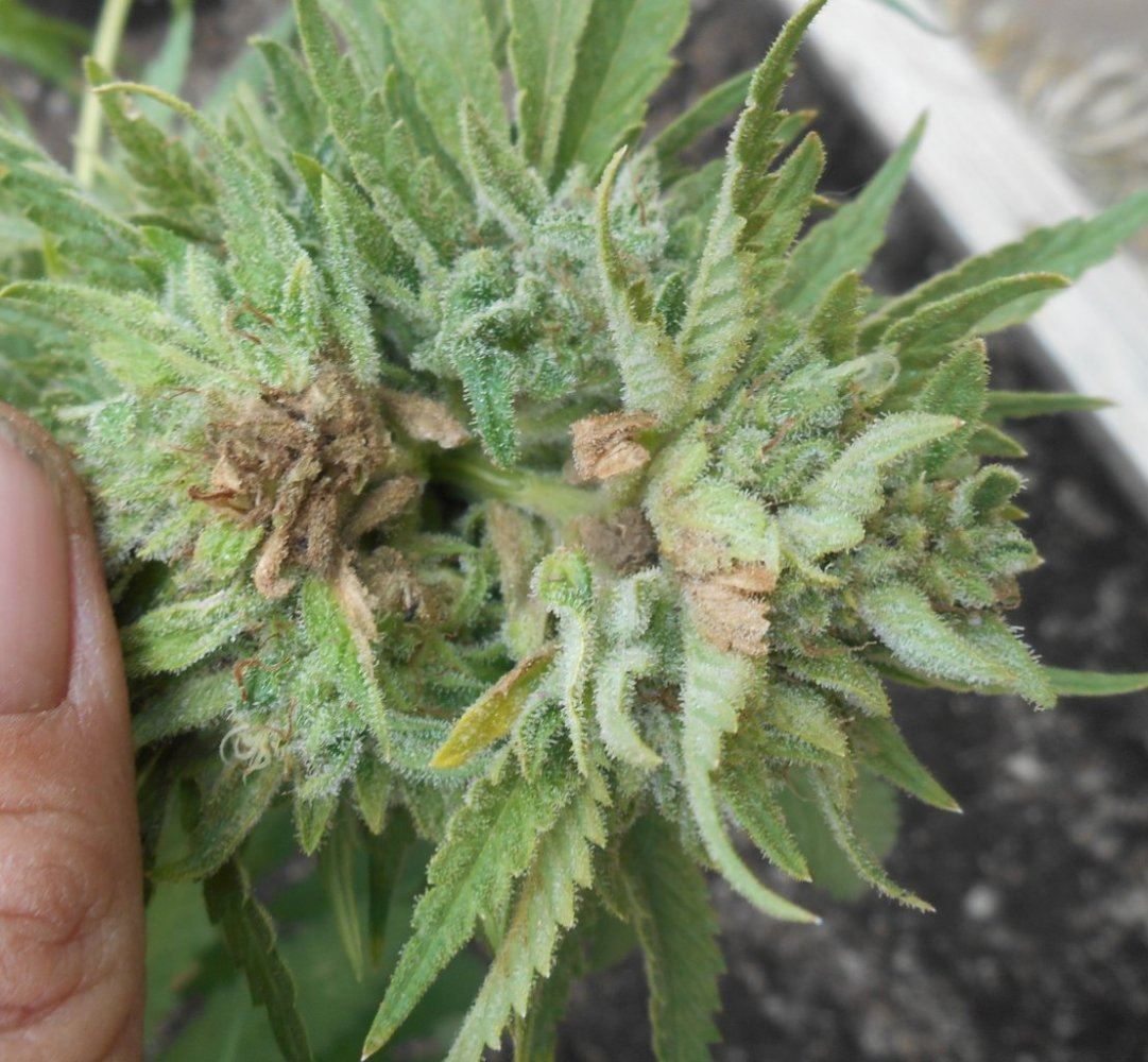 Budrot76
