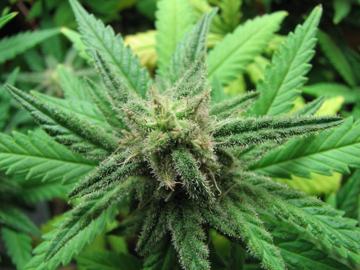 Buds 005