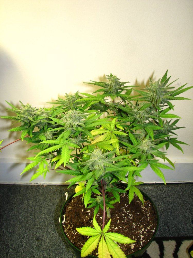 Buds 029