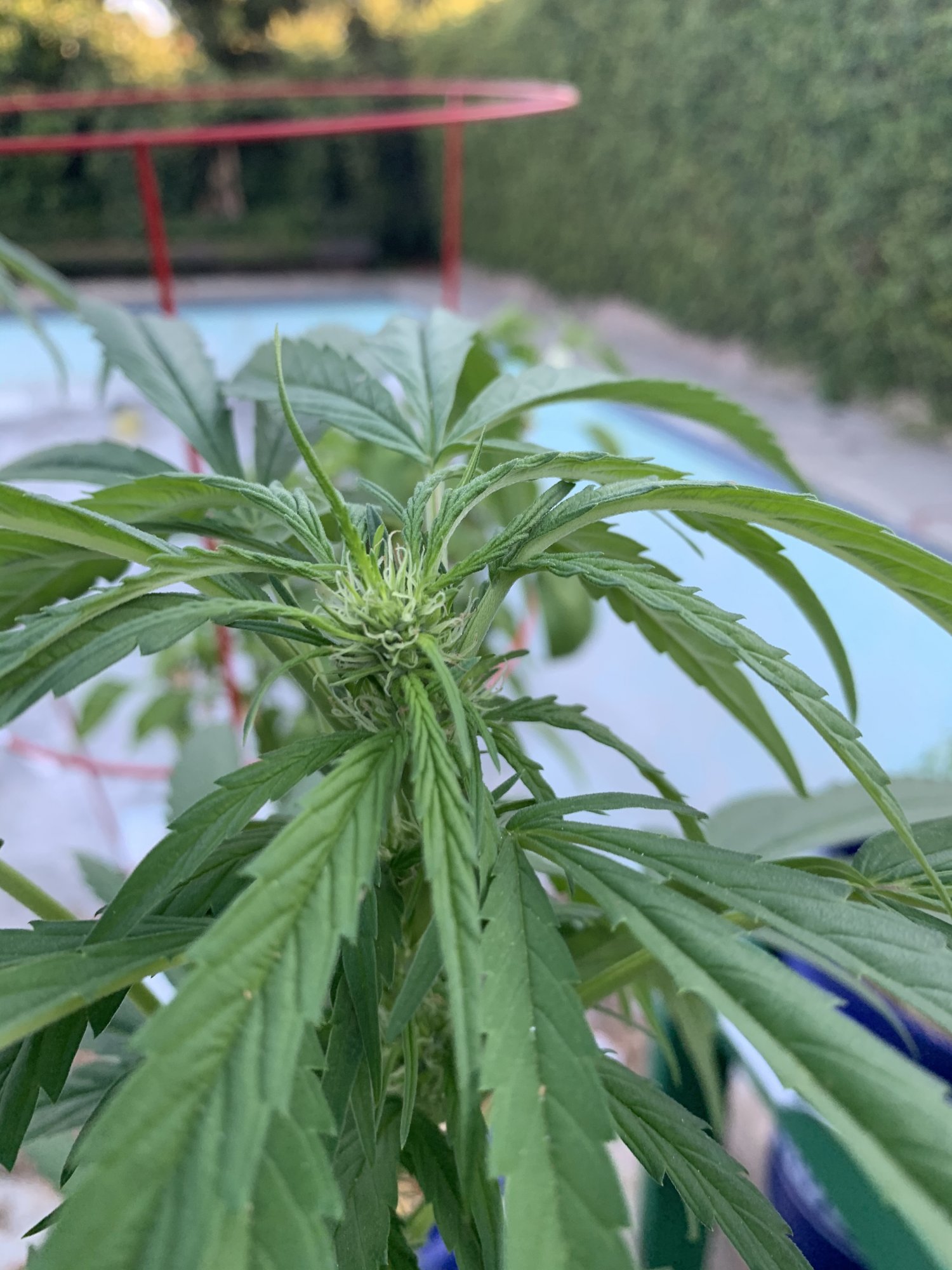 Buds 3