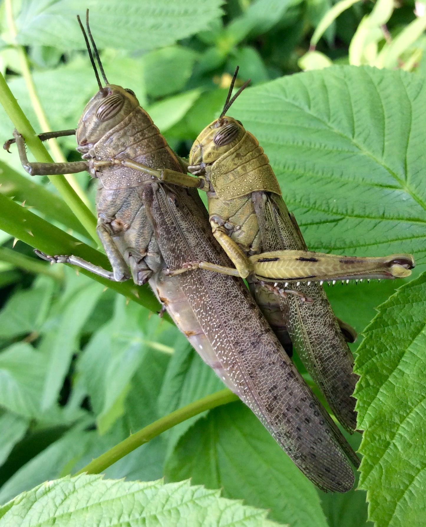Buds  bugs outdoor pics collection 5