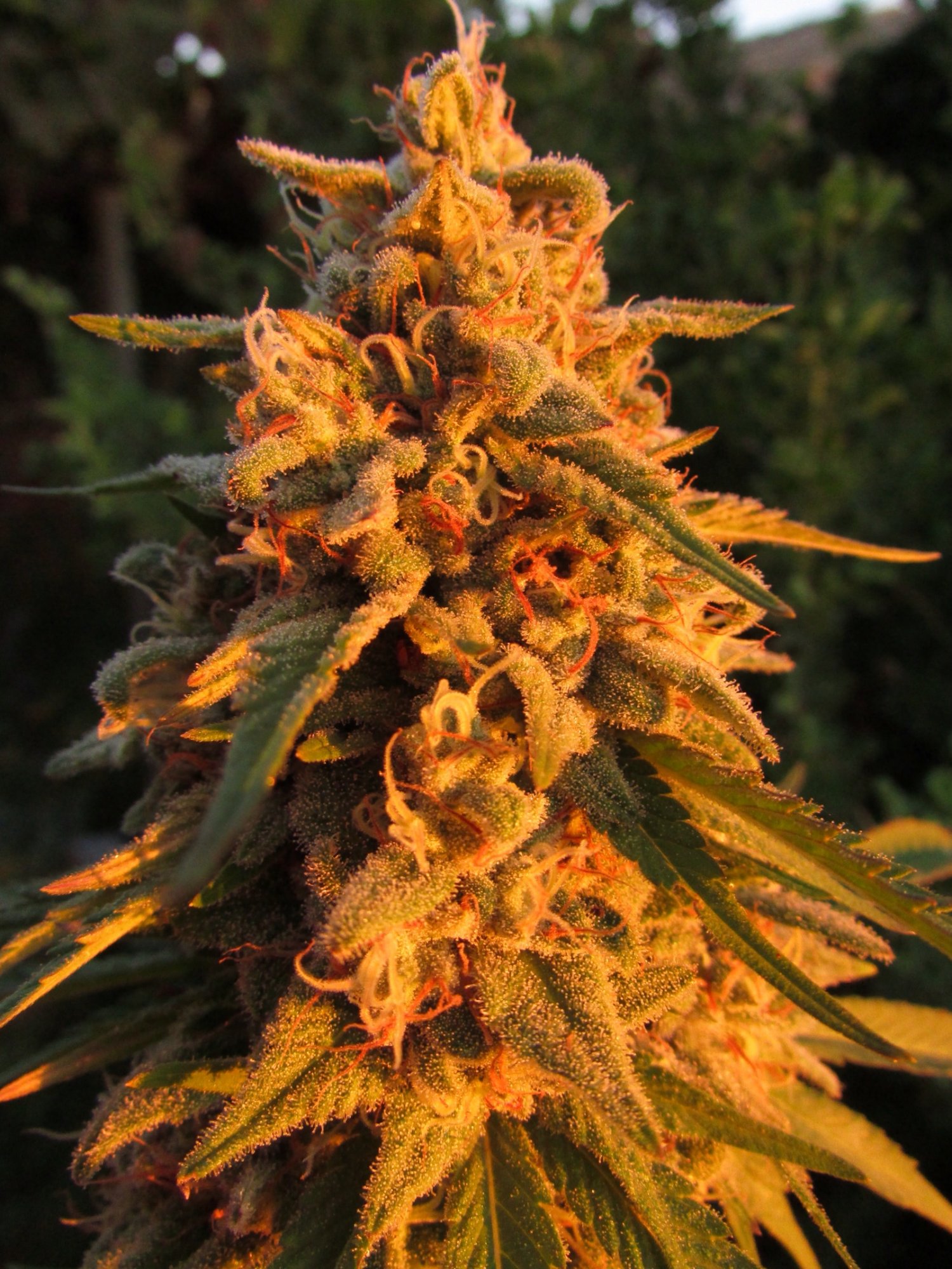 www.thcfarmer.com