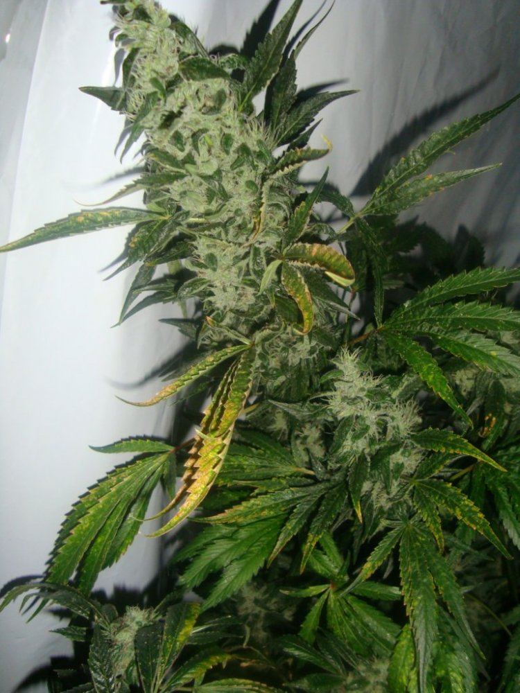 Buds in day 55 3