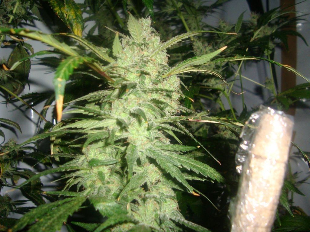 Buds in day 55 6