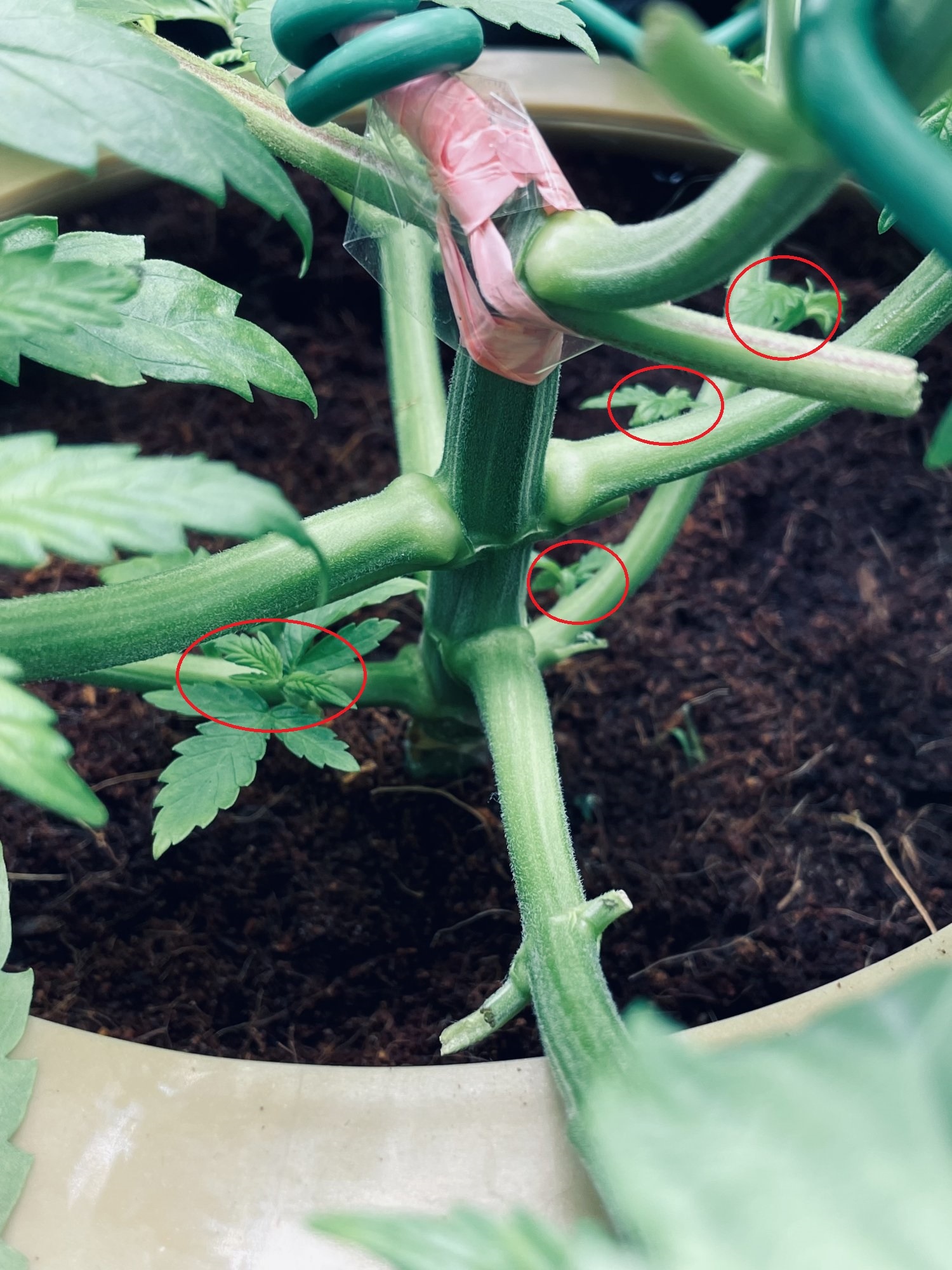 Buds
