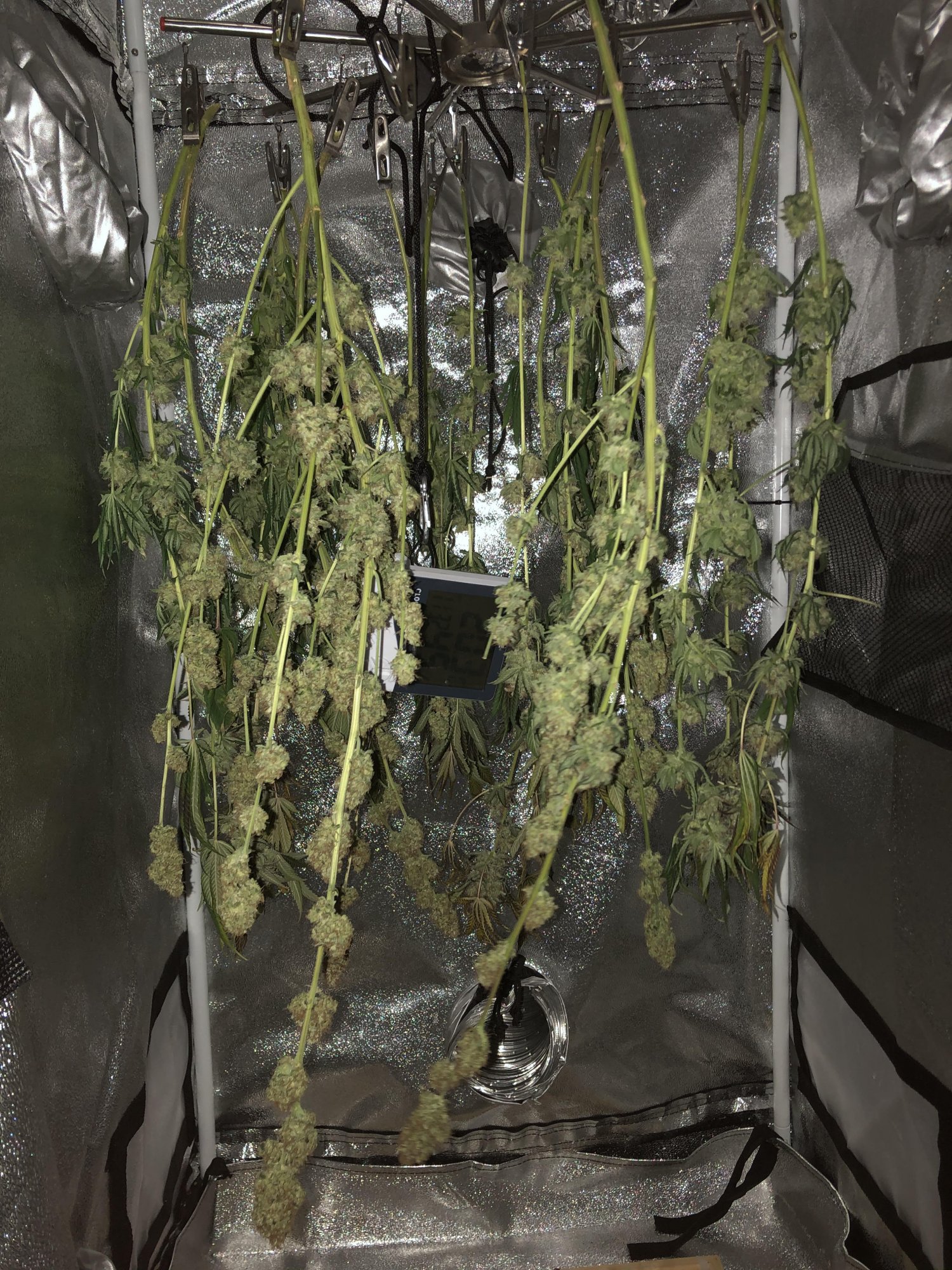 Buds