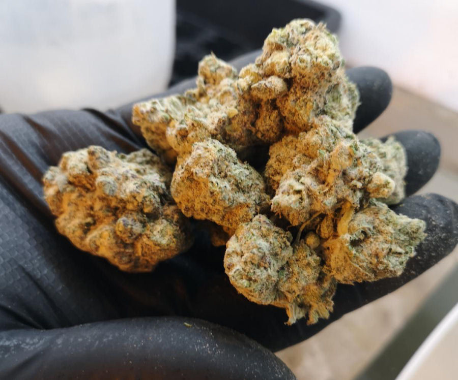 Buds