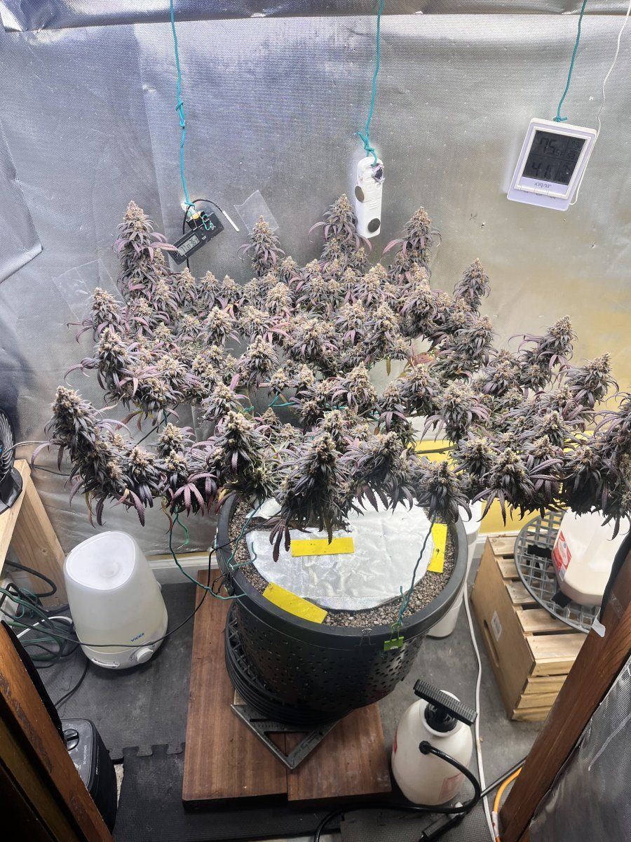 Buds keep popping pistils and nanners 3