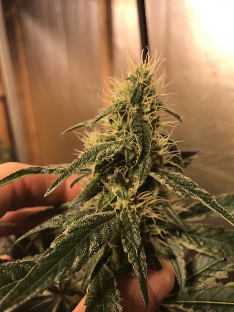 Buds not filling out proper 4