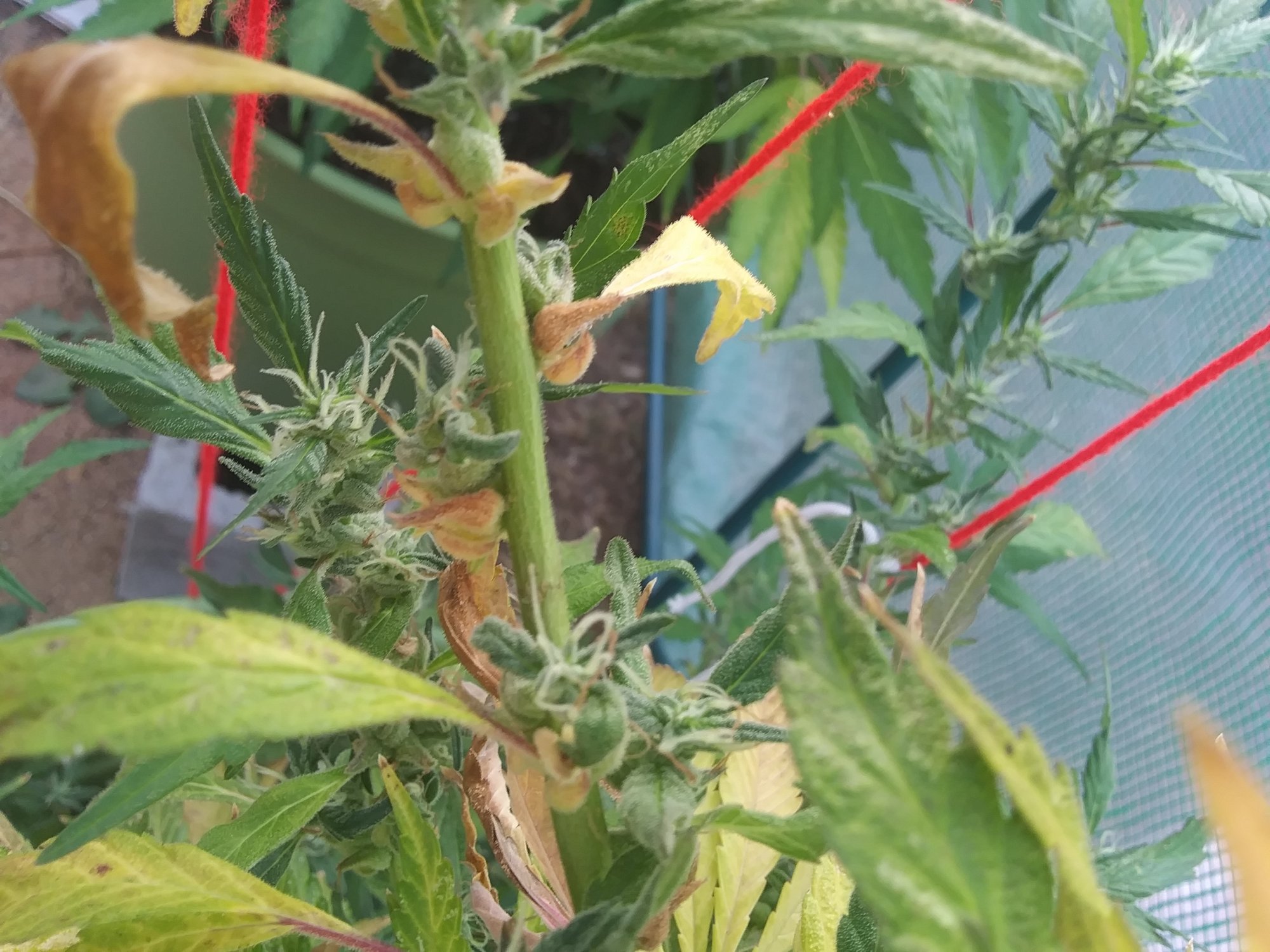Buds turning brown help 2