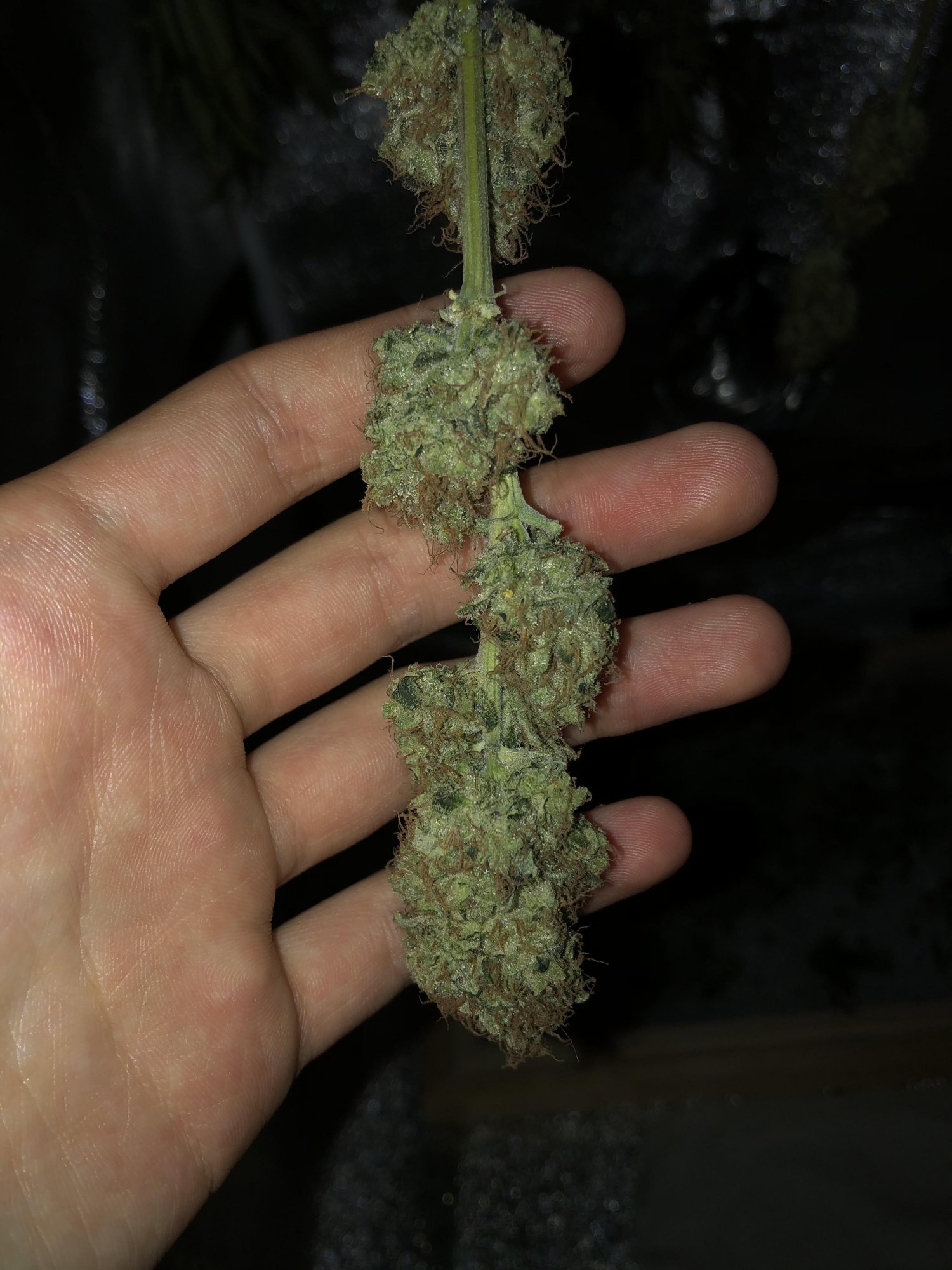 Buds2