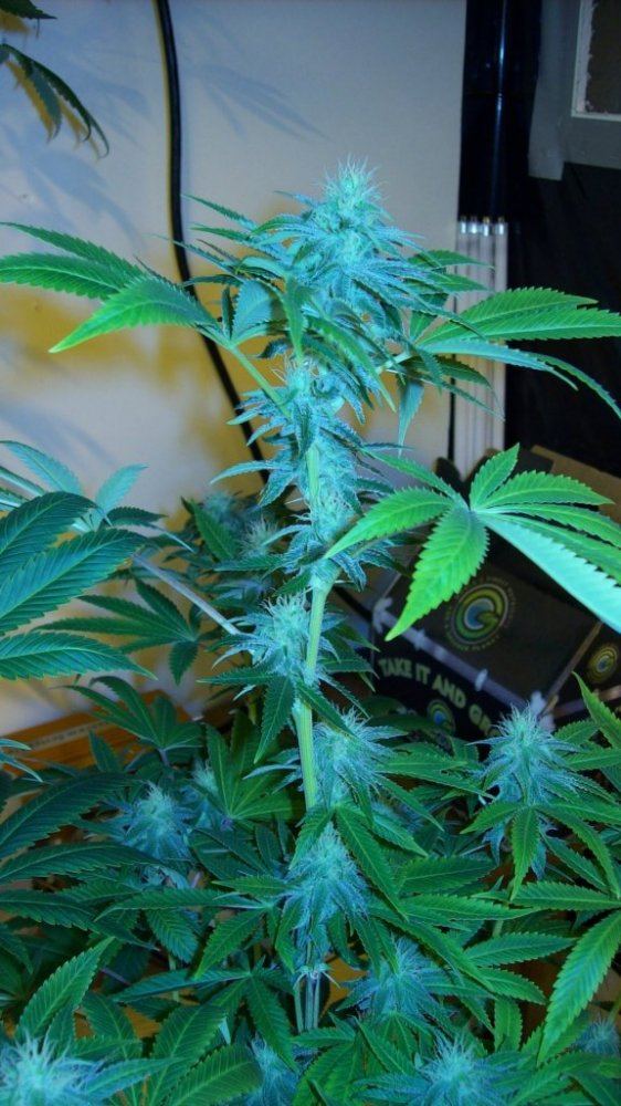 Buds325 003