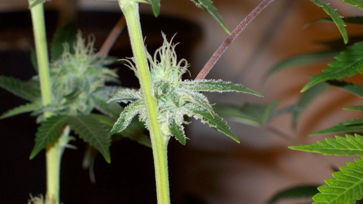 Buds325 007