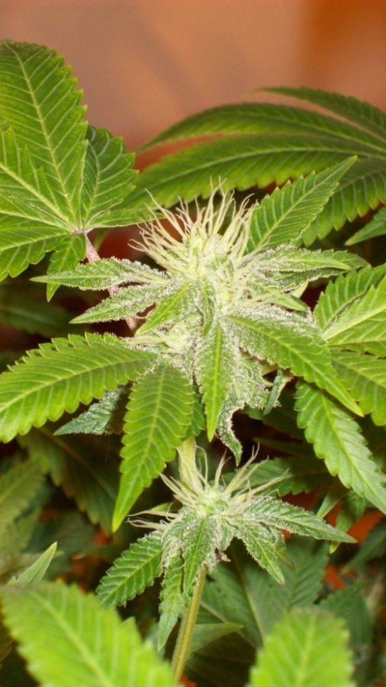 Buds325 010