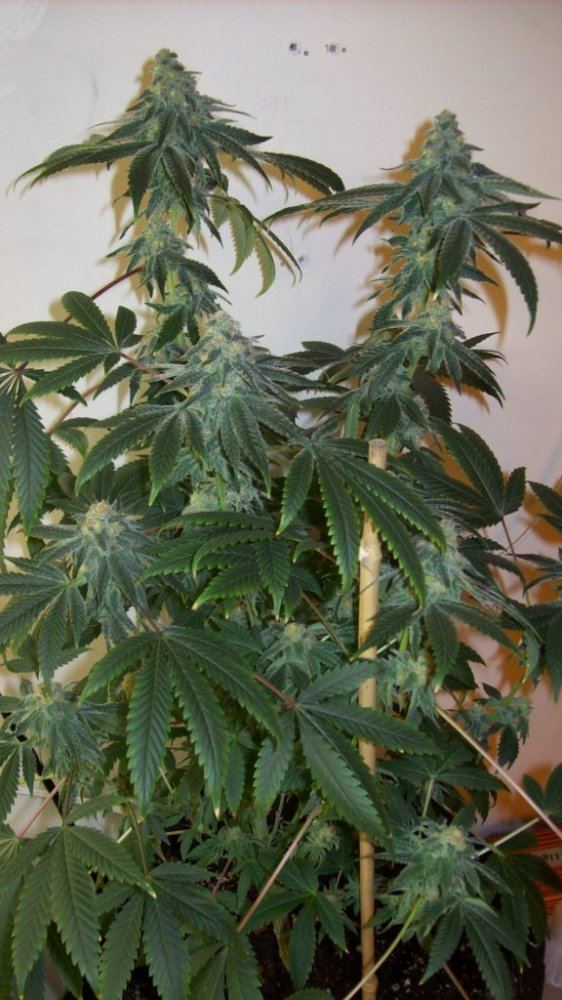 Buds41614 002