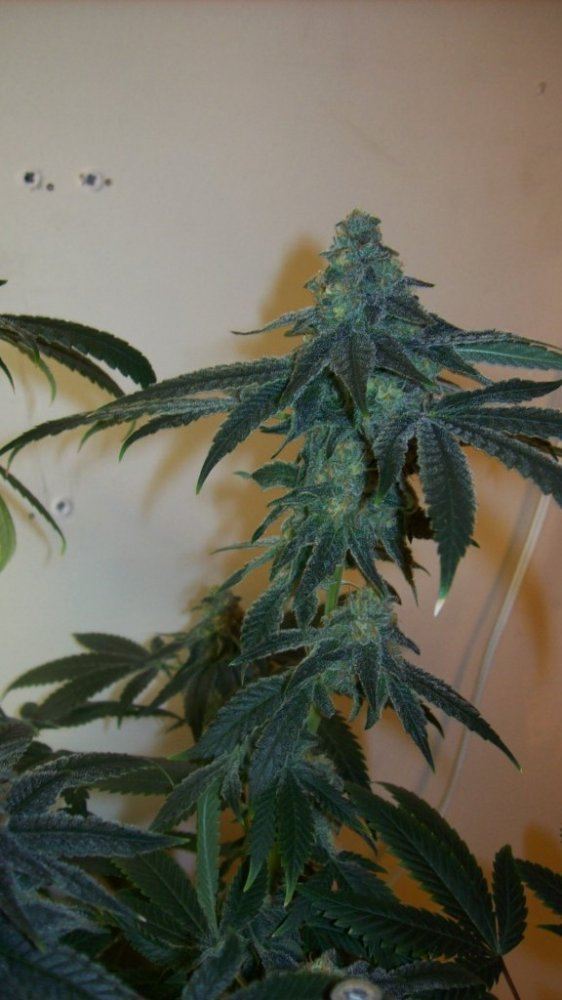 Buds41614 003
