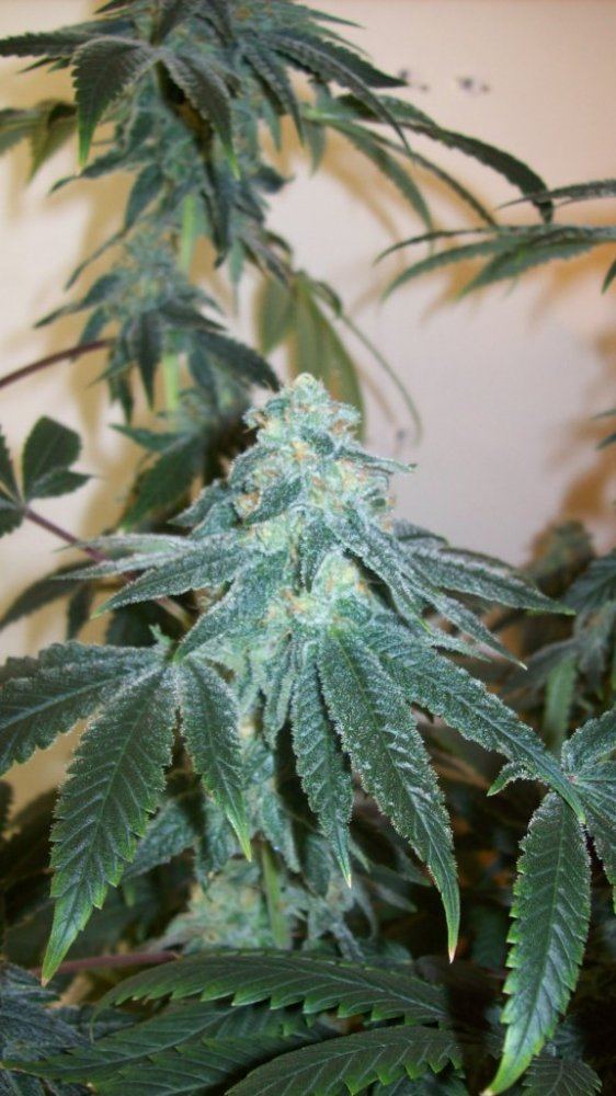 Buds41614 004