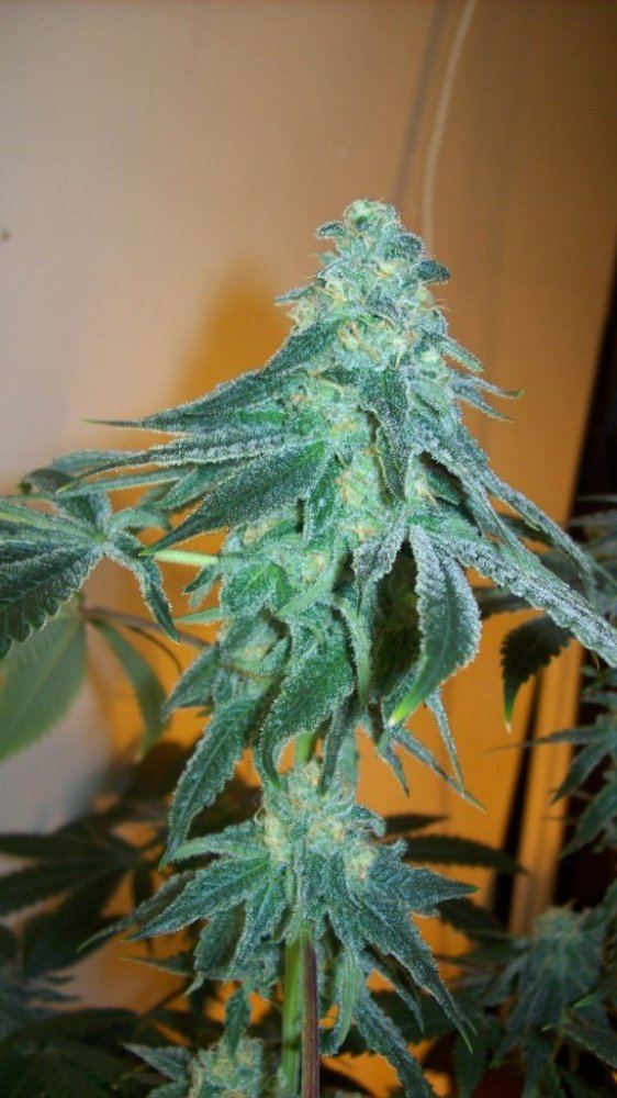 Buds41614 005