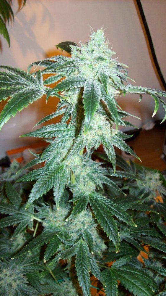 Buds42214 001