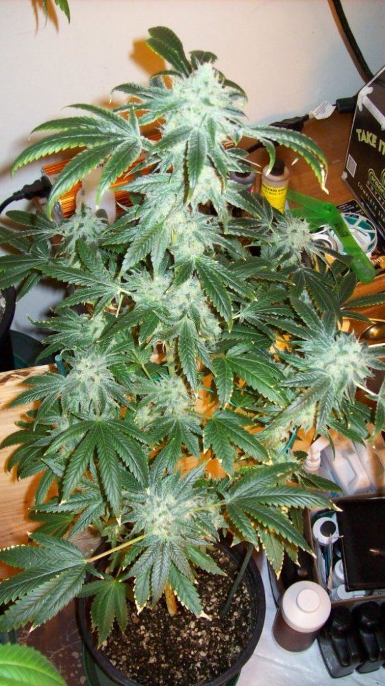 Buds42214 002