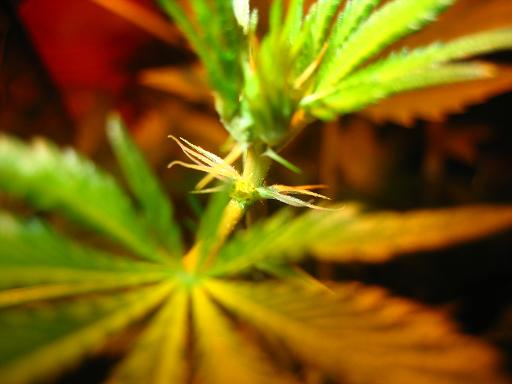 Buds5